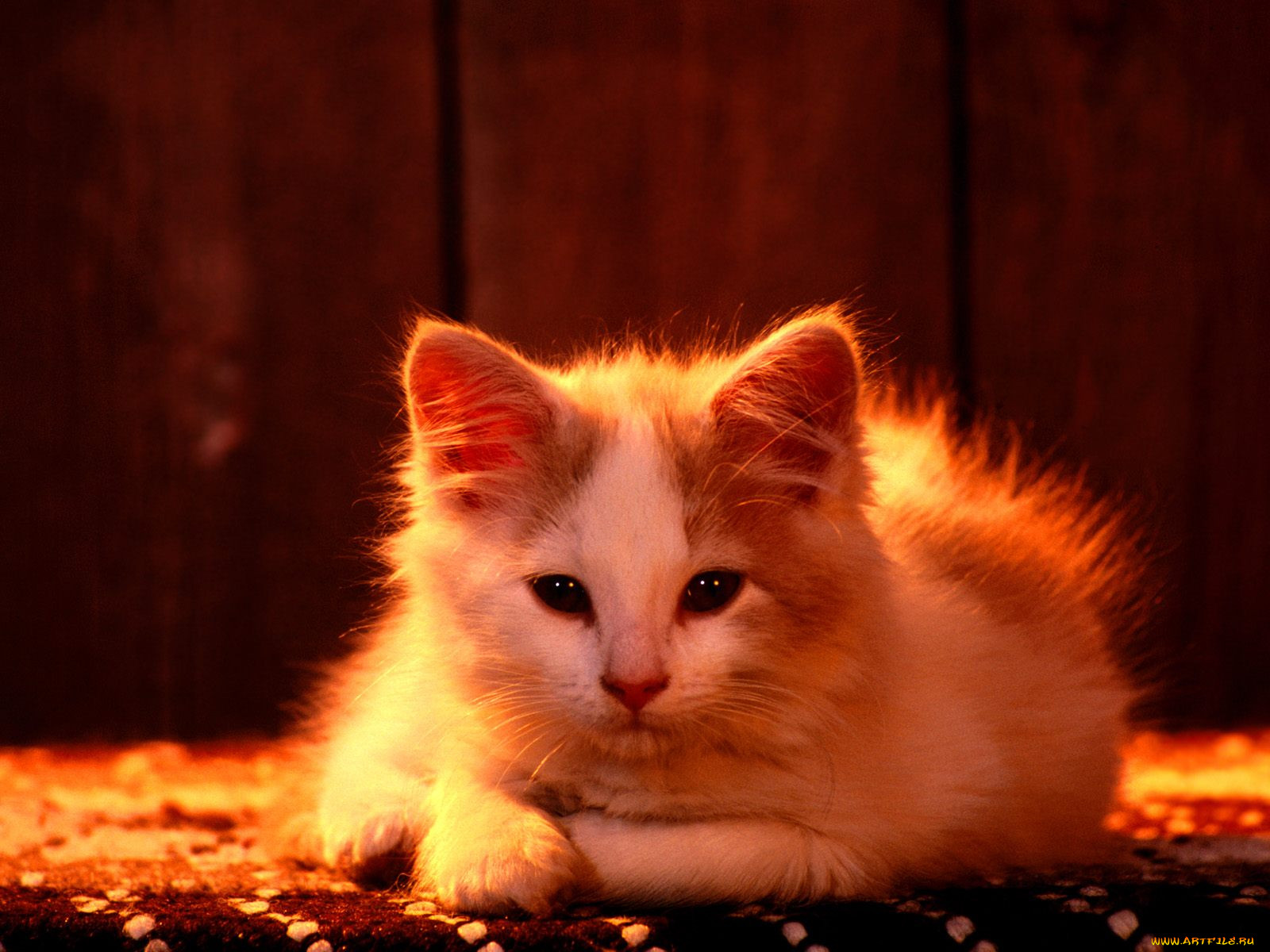 buffy, domestic, longhair, , 